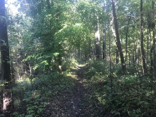 A serene forest path surrounded by lush green trees and underbrush, inviting exploration.
