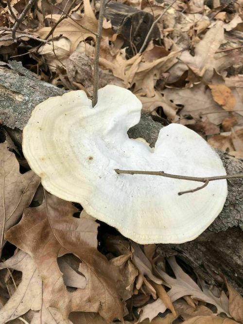 A large, white mushroom growing on a log, surrounded by dry leaves and twigs in a forest setting.