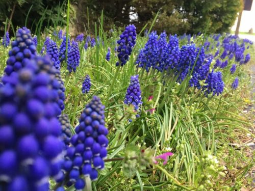 A vibrant field of purple flowers with green grass, creating a colorful and lush landscape.