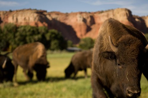 A close-up of a bison in a grassy field, with a blurred herd and red rock cliffs in the background.