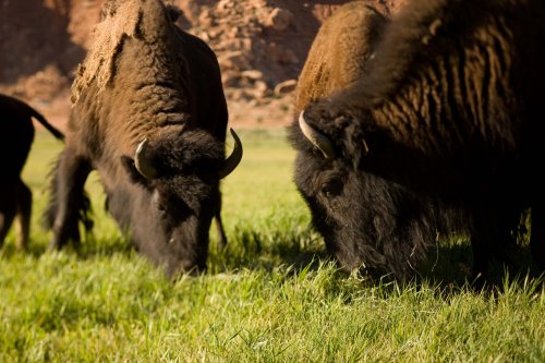 Two bison grazing on green grass in a natural landscape with rocky formations in the background.