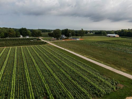 Aerial view of a lush farm with rows of crops, a dirt road, and buildings under a cloudy sky.