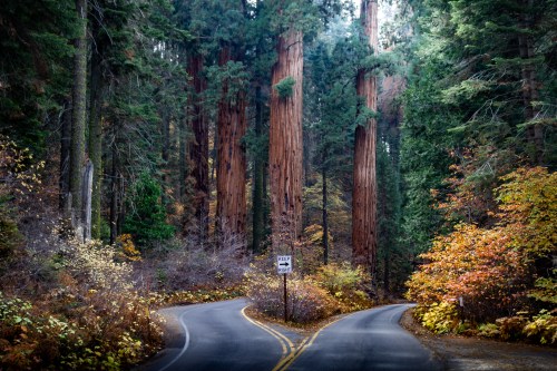 A winding road through a forest of tall redwood trees, with autumn foliage and a road sign indicating a curve ahead.