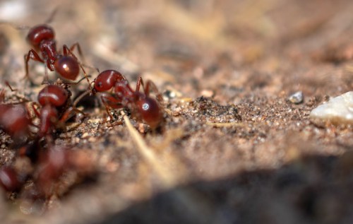 Close-up of red ants on the ground, surrounded by dirt and small debris.