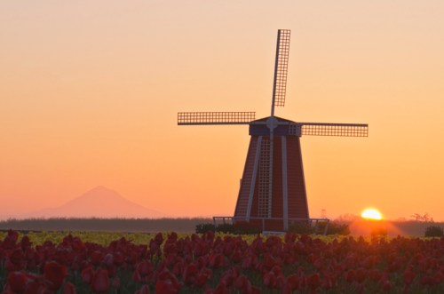 A windmill stands in a field of tulips at sunrise, with a mountain silhouette in the background.