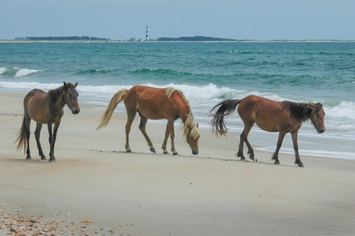 Three horses walk along a sandy beach, with waves gently lapping at the shore and a lighthouse in the background.