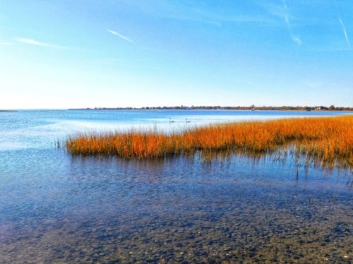 A serene coastal scene with golden grasses along the water's edge under a clear blue sky.
