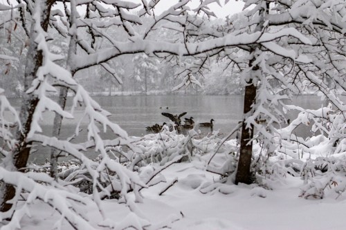 Ducks swimming in a snowy landscape, surrounded by trees covered in fresh snow near a calm lake.