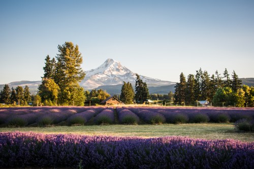 A scenic view of lavender fields in the foreground with a snow-capped mountain and trees in the background.
