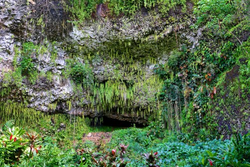 Lush green cave entrance surrounded by hanging moss and ferns, with vibrant plants in the foreground.