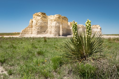 A tall plant with green flowers in the foreground, with white rock formations and a clear blue sky in the background.