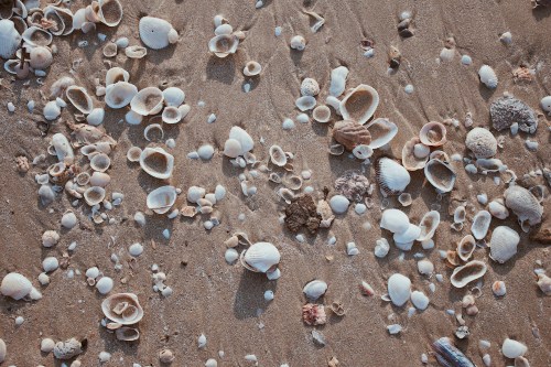 A sandy beach scattered with various seashells and small stones.