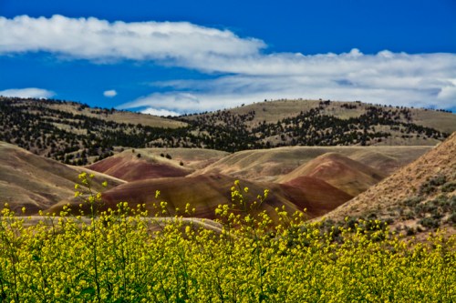 Vibrant yellow flowers in the foreground with rolling, multicolored hills and a blue sky in the background.