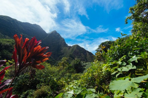 Lush green landscape with vibrant red plants in the foreground and mountains under a blue sky in the background.