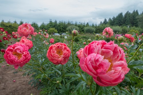 A vibrant garden filled with blooming pink peonies under a cloudy sky, surrounded by lush greenery.
