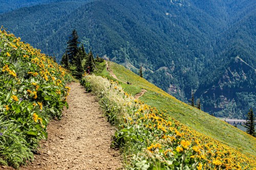 A winding dirt path lined with vibrant yellow flowers, leading through a mountainous landscape with lush greenery.