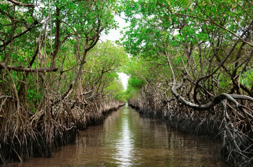 A serene mangrove forest with dense greenery and a calm waterway running through the center.