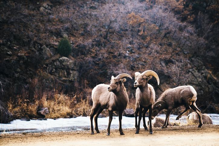 The 9 Most Dangerous Animals Found In Colorado