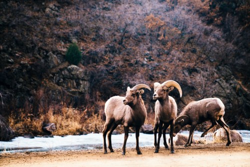Three bighorn sheep stand near a riverbank, surrounded by rocky terrain and sparse vegetation.