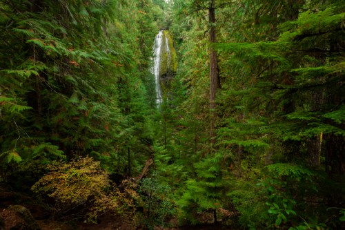 A serene waterfall cascades through lush green trees in a dense forest, surrounded by vibrant foliage.