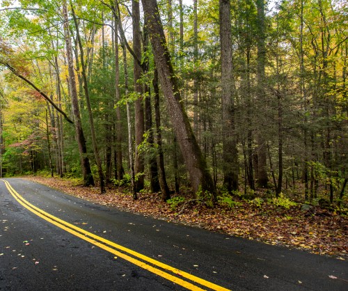 A winding road through a forest with tall trees and autumn foliage, featuring yellow double lines on the pavement.
