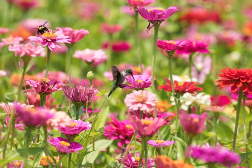 A hummingbird hovering near vibrant pink and orange flowers in a colorful garden.