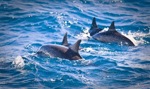 Three dolphins swimming in blue ocean waters, their dorsal fins breaking the surface.