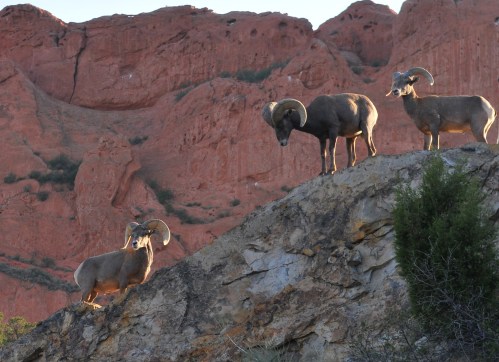 Three bighorn sheep stand on a rocky outcrop with red rock formations in the background.
