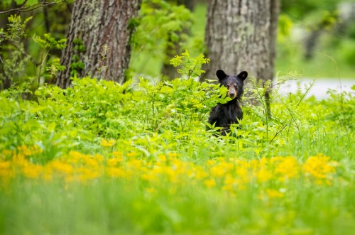 A black bear peeks through lush green foliage and wildflowers in a forested area.
