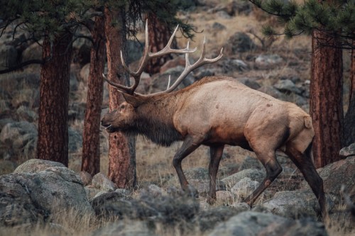 A majestic elk with large antlers walks through a rocky landscape surrounded by pine trees.