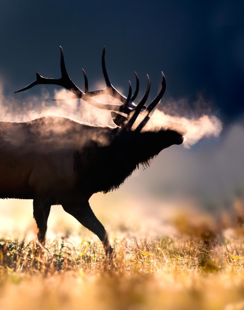 A silhouette of a majestic deer with antlers, exhaling mist in a misty landscape at dawn.
