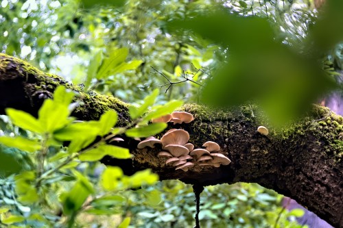 A close-up of mushrooms growing on a moss-covered tree branch, surrounded by lush green leaves.