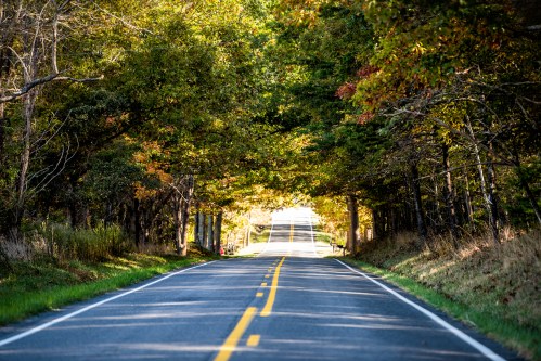 A winding road lined with trees, showcasing vibrant autumn foliage under a clear blue sky.