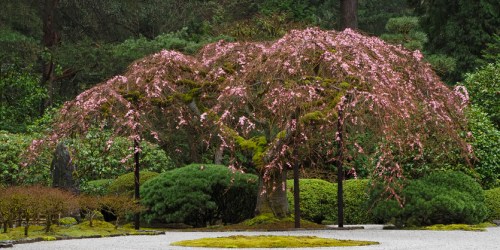 A weeping cherry tree with pink blossoms surrounded by lush greenery and manicured shrubs in a serene garden setting.