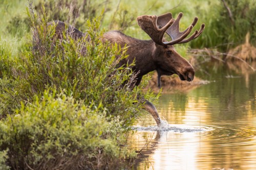 A moose wades through a calm pond, surrounded by lush greenery and reflecting golden light on the water's surface.