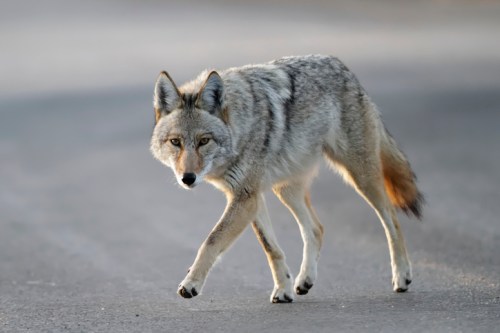A coyote walking along a road, showcasing its gray fur and alert expression.