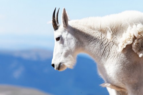 A close-up of a mountain goat with white fur and curved horns, set against a blurred blue landscape.