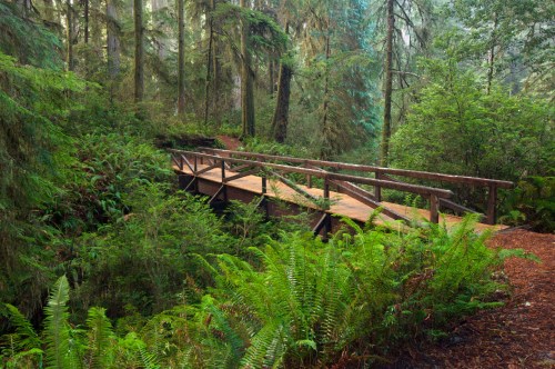 A wooden bridge spans a lush, green forest with ferns and tall trees, creating a serene natural scene.