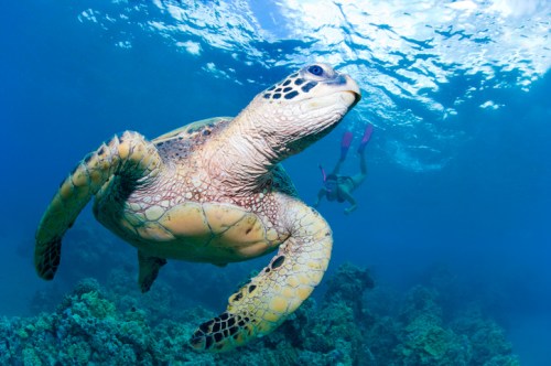 A sea turtle swims gracefully underwater, with a snorkeler visible in the background among coral reefs.