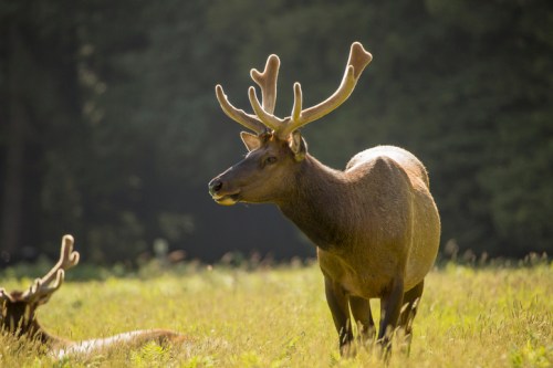 A male deer with antlers stands in a sunlit grassy field, surrounded by trees in the background.