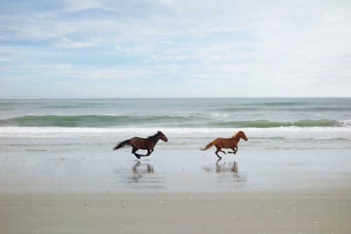 Two horses run along a sandy beach, with gentle waves and a cloudy sky in the background.
