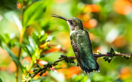 A hummingbird perched on a branch, surrounded by vibrant green foliage and colorful flowers.