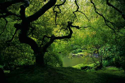 A lush green landscape featuring a twisted tree overlooking a serene pond surrounded by vibrant foliage.