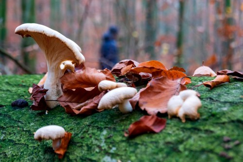 Mushrooms growing on a mossy log, surrounded by fallen leaves in a forest setting. A blurred figure is in the background.