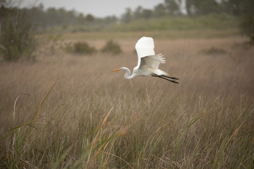A white heron flies gracefully over a grassy wetland, with a blurred natural background.