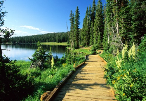 A wooden path leads through lush greenery by a serene lake, surrounded by tall trees under a clear blue sky.