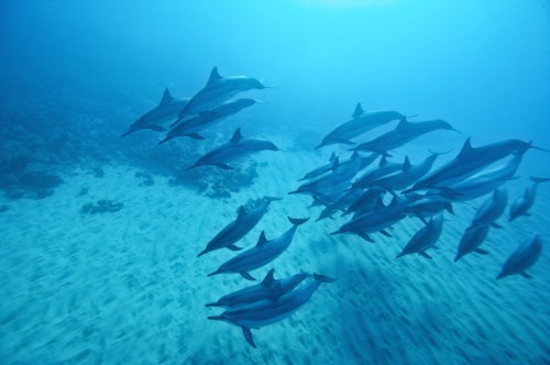 A school of dolphins swimming gracefully underwater in a clear blue ocean.