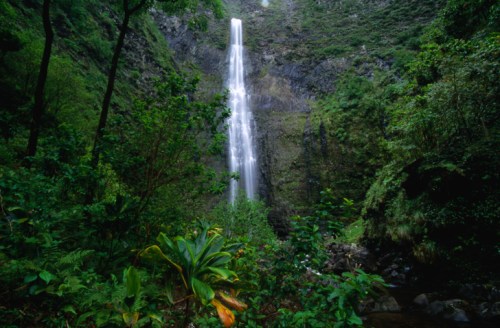 A tall waterfall cascades down a rocky cliff, surrounded by lush green foliage and tropical plants.