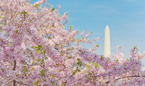 Cherry blossoms in bloom with the Washington Monument in the background against a clear blue sky.