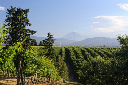 A scenic view of lush vineyards with a mountain in the background under a clear blue sky.